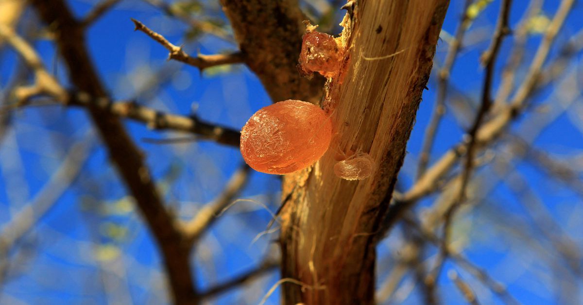 Sudan conflict threatens supply of key soft drink ingredient gum arabic