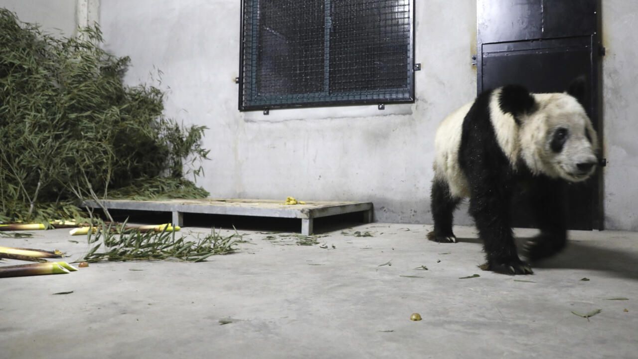 Le retour du panda géant Ya Ya, signe des tensions entre la Chine et les États-Unis