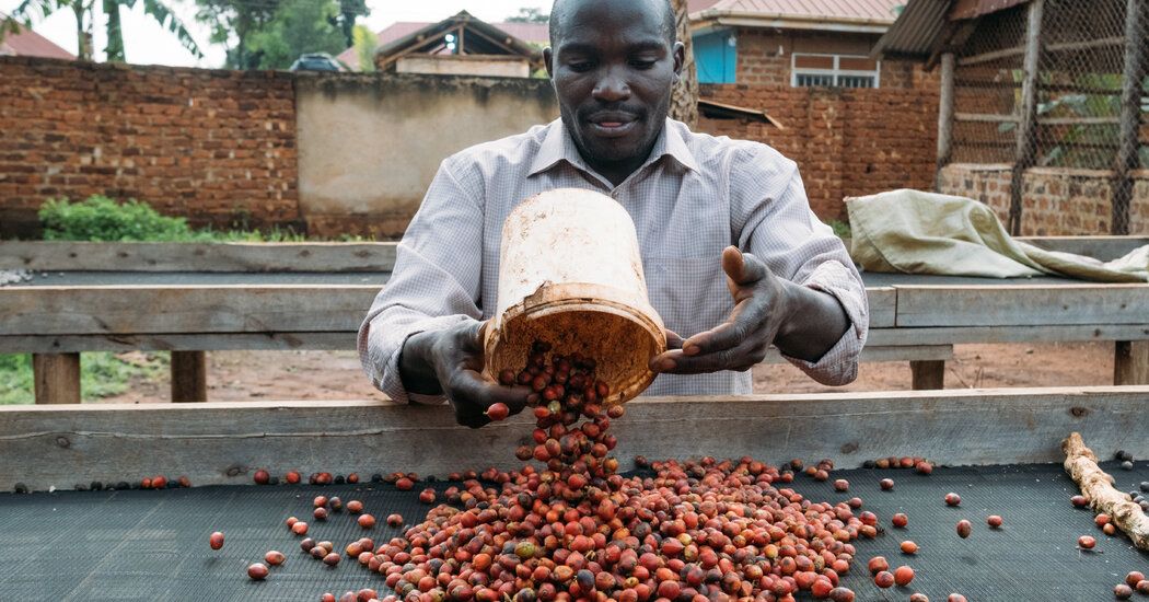 A More Climate-Resistant Coffee Rises in Africa