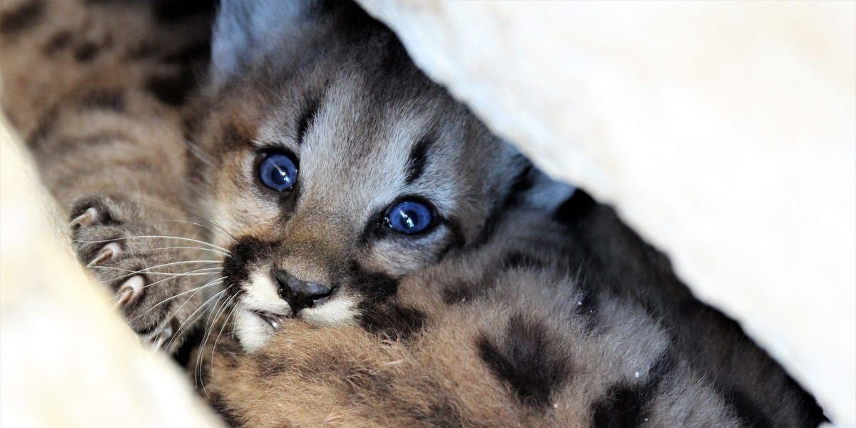 3 Adorable Female Mountain Lion Kittens Found Outside Los Angeles