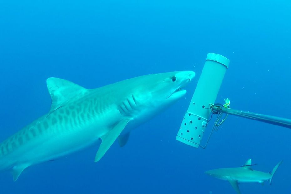 Poum : une attaque de requin mortelle près d'un ilot