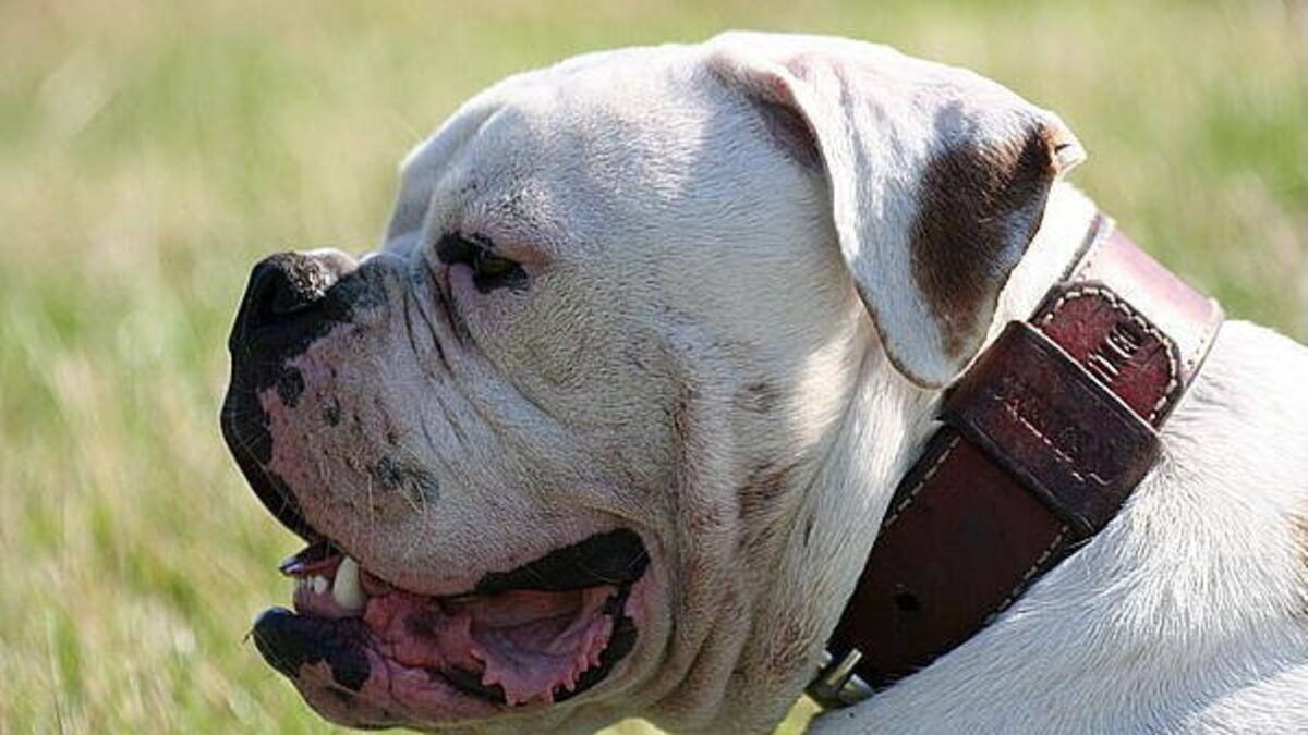 Finistère : un chien blesse trois personnes dont une gravement, l’animal euthanasié