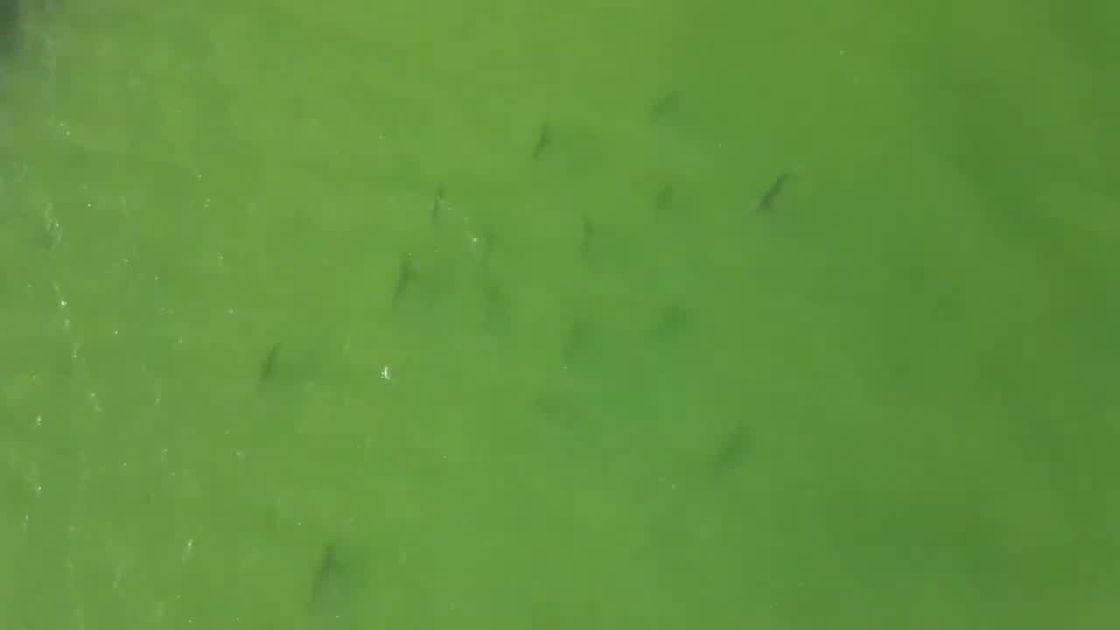 Must-see video shows ‘loads of sharks’ in Dunedin Causeway ahead of Memorial Day