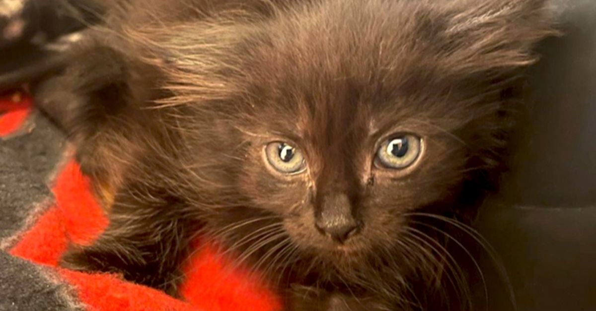 Une chatonne de couleur noire trouve le bonheur dans un foyer d'accueil dédié aux petites " panthères " (vidéo)