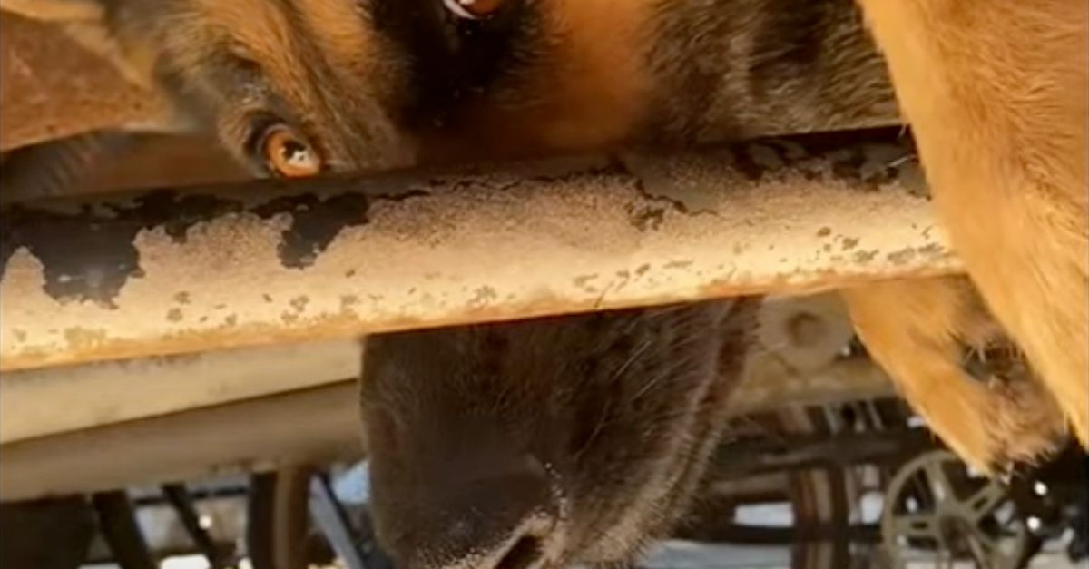 Le sauvetage impressionnant d’un Berger Allemand coincé sous un camion (vidéo)