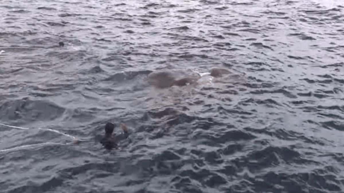 Les marines se jettent dans la mer lorsqu’ils comprennent ce qu’il y a dans l’eau