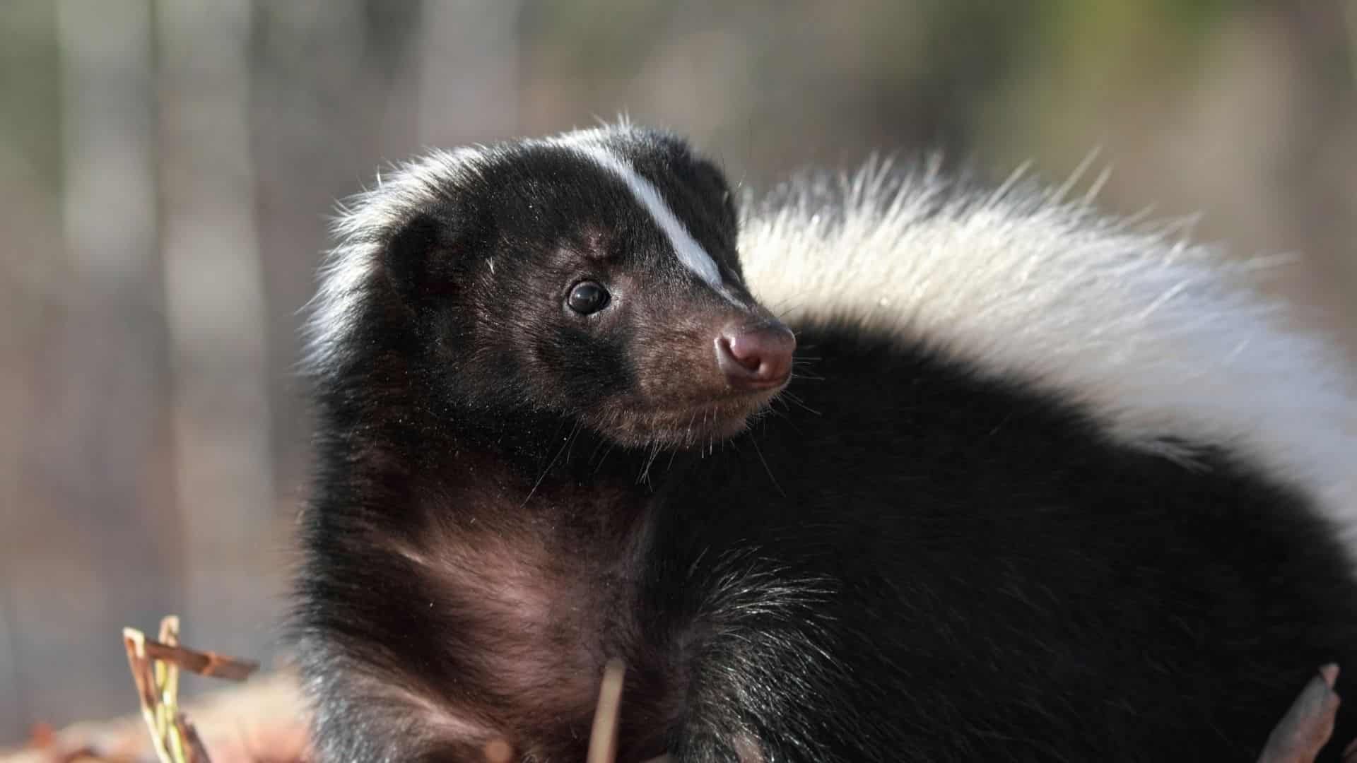 Les animaux de compagnie les plus insolites : découvrez ces créatures inattendues