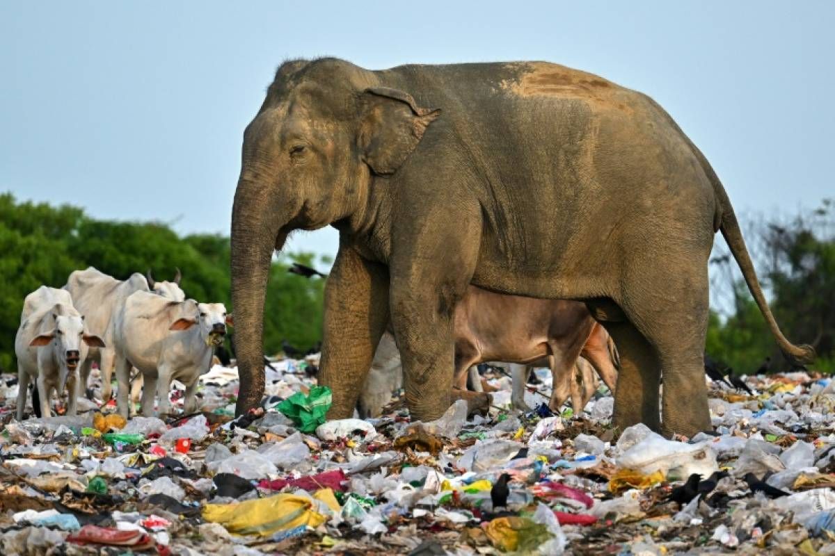 Au Sri Lanka, le problème éléphantesque des déchets plastiques