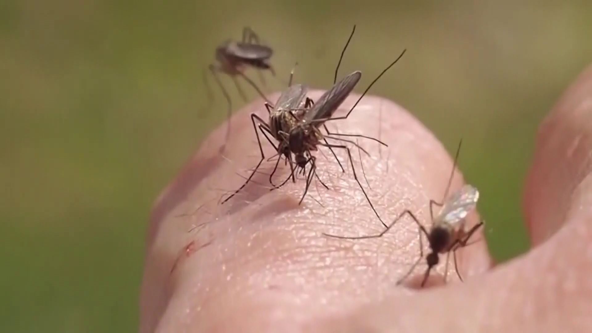 Statewide advisory against mosquitos after 4 malaria cases