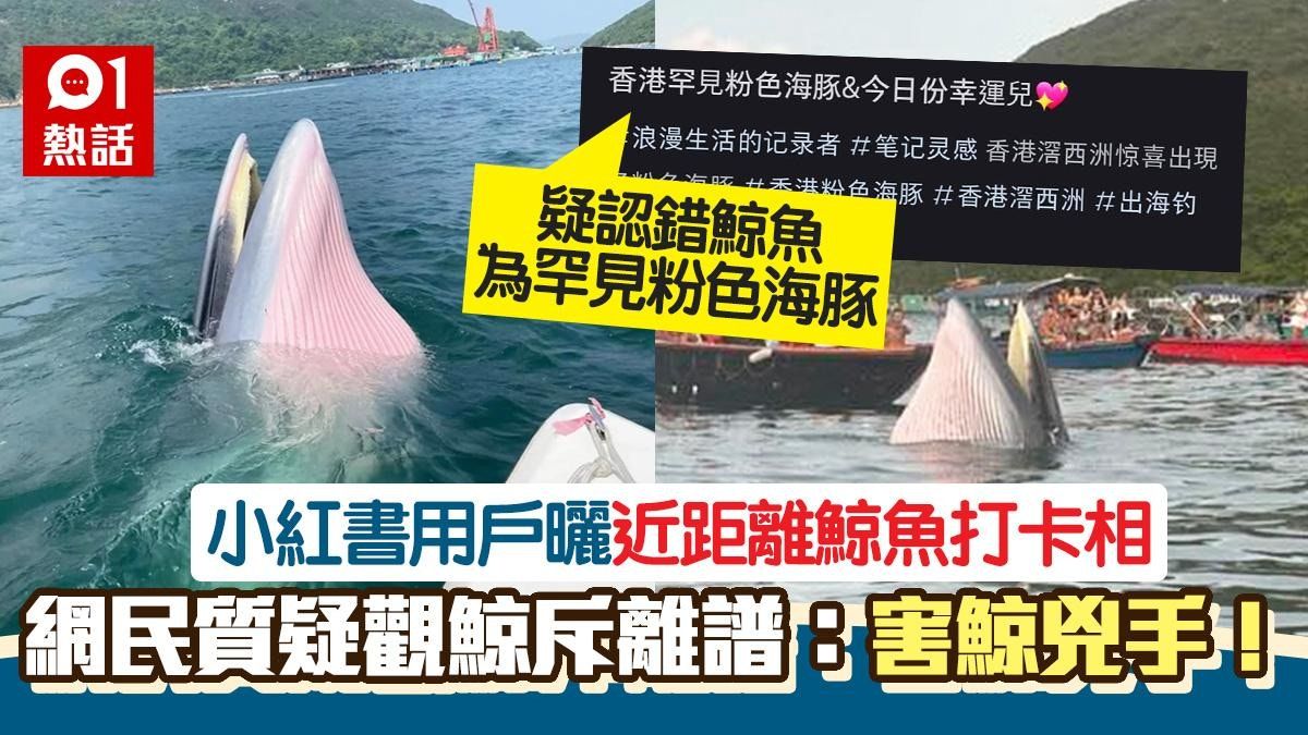 西貢鯨魚｜小紅書戶自稱幸運兒近影鯨魚 形容：香港罕見粉色海豚
