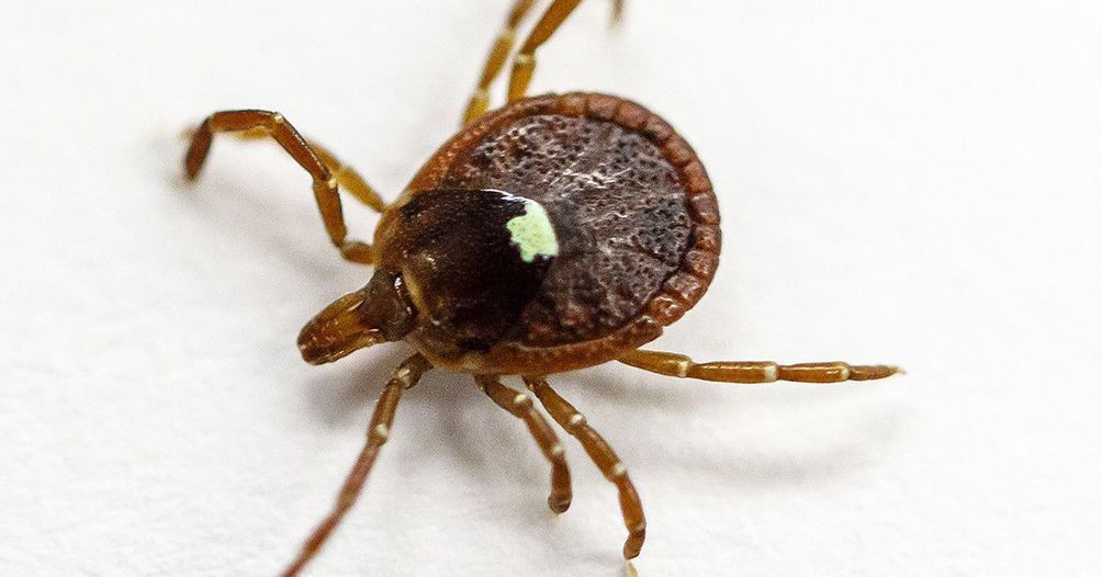 This tick’s spit can make you allergic to meat