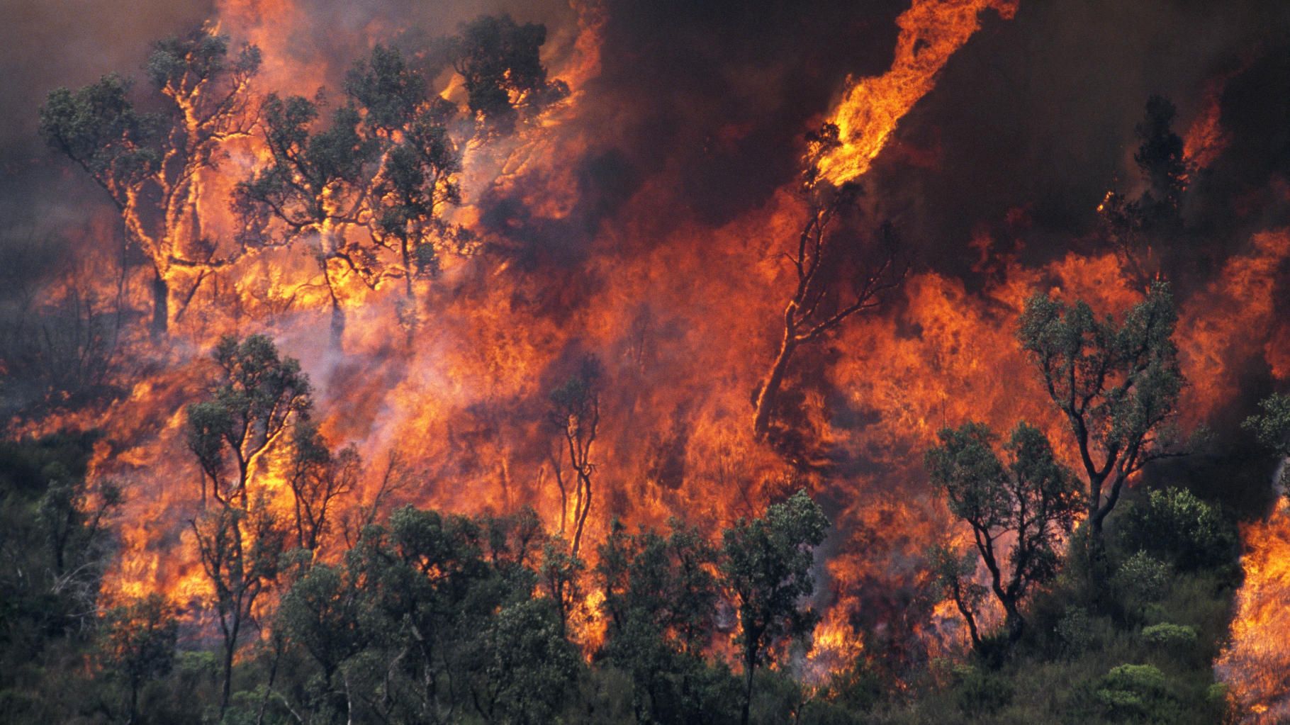 Incendies : le Var placé en alerte rouge dans la météo des forêts, les Bouches-du-Rhône en alerte orange