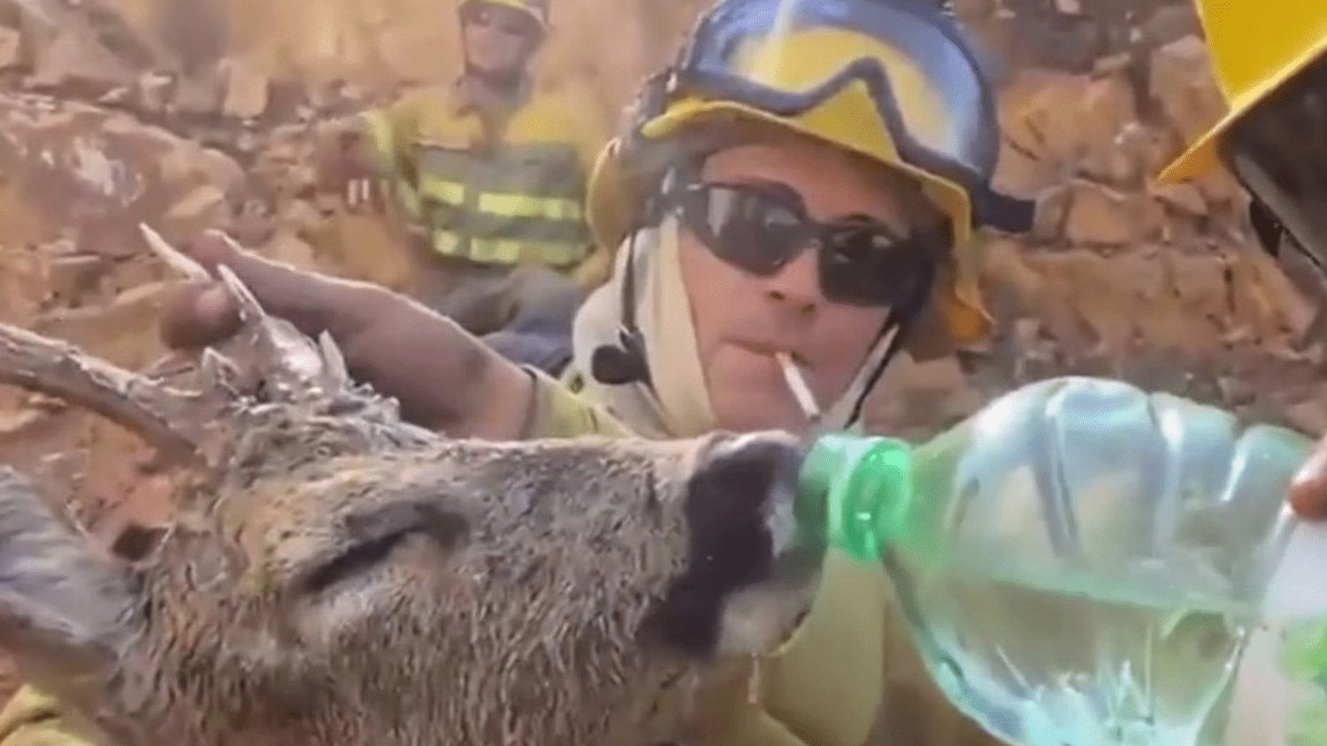 Incendies en Grèce : la faune touchée par les feux à Rhodes