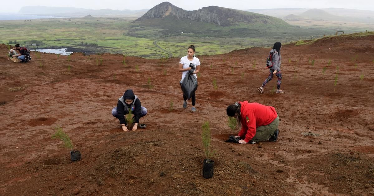 Île de Pâques : 240.000 arbres vont être plantés pour lutter contre l'érosion des sols