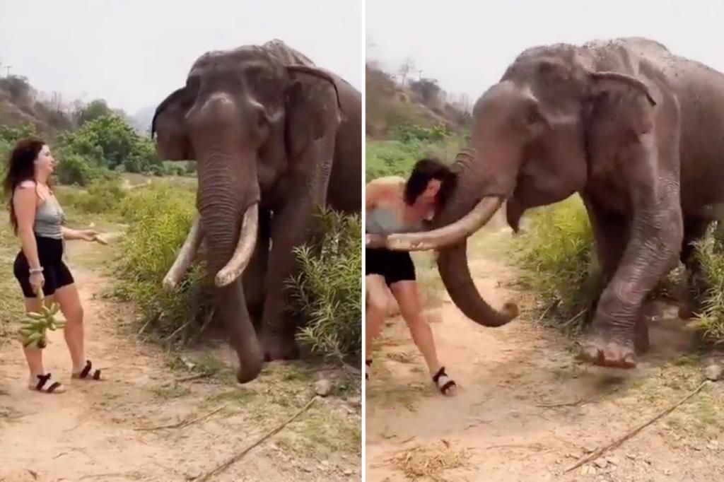 Hungry elephant flings woman into air after being taunted with banana