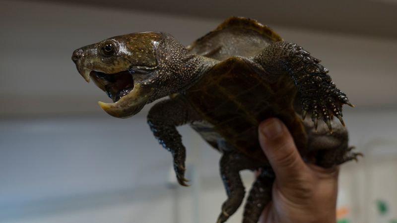 These strange-looking turtles in Hong Kong could soon be extinct