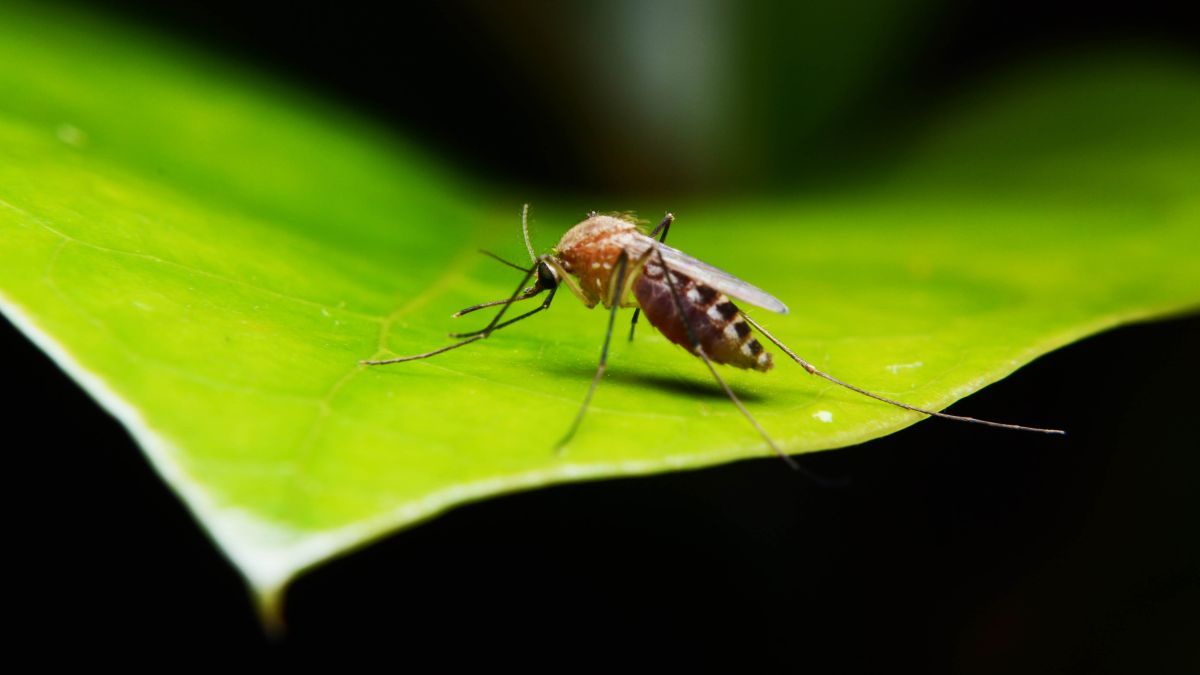 Colors that repel mosquitoes and keep them away