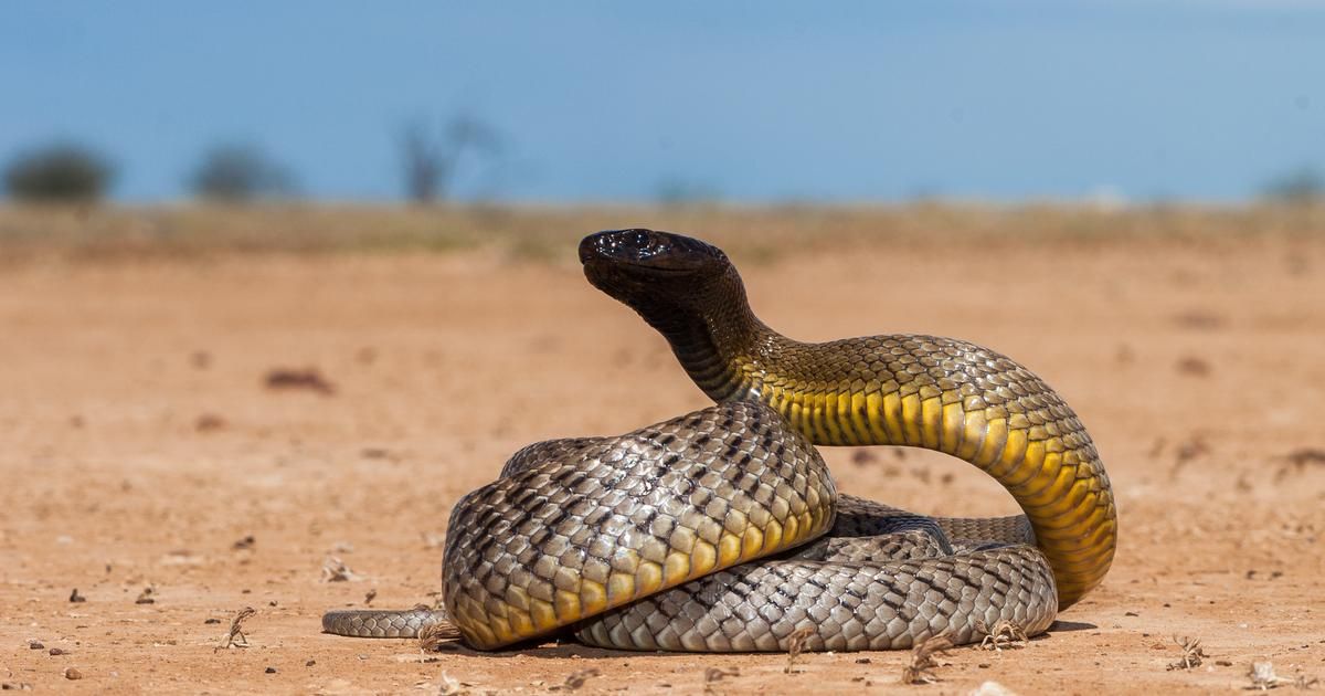 Serpent venimeux, araignée mortelle... Ces pays à éviter pour ne pas croiser de vilaines bestioles