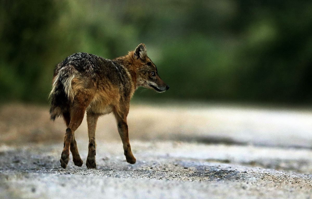 Qui est exactement le chacal doré, ce cousin du loup aperçu à plusieurs reprises en France ?