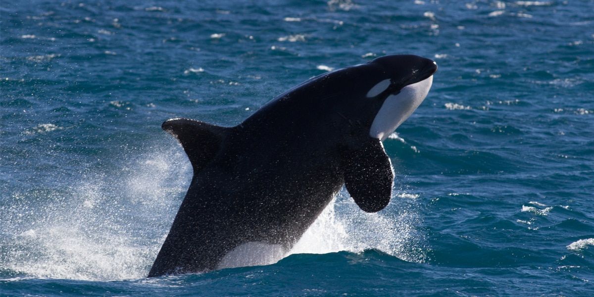 Killer whales attack, sink boats in puzzling new behavior