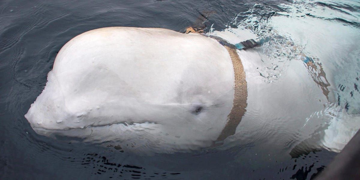 Harness-Wearing Beluga Whale and Rumored Russian Spy Pops up in Sweden