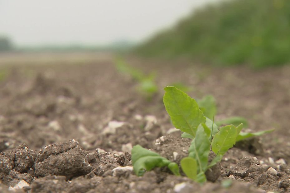 Des cultivateurs de betteraves qui passent au bio