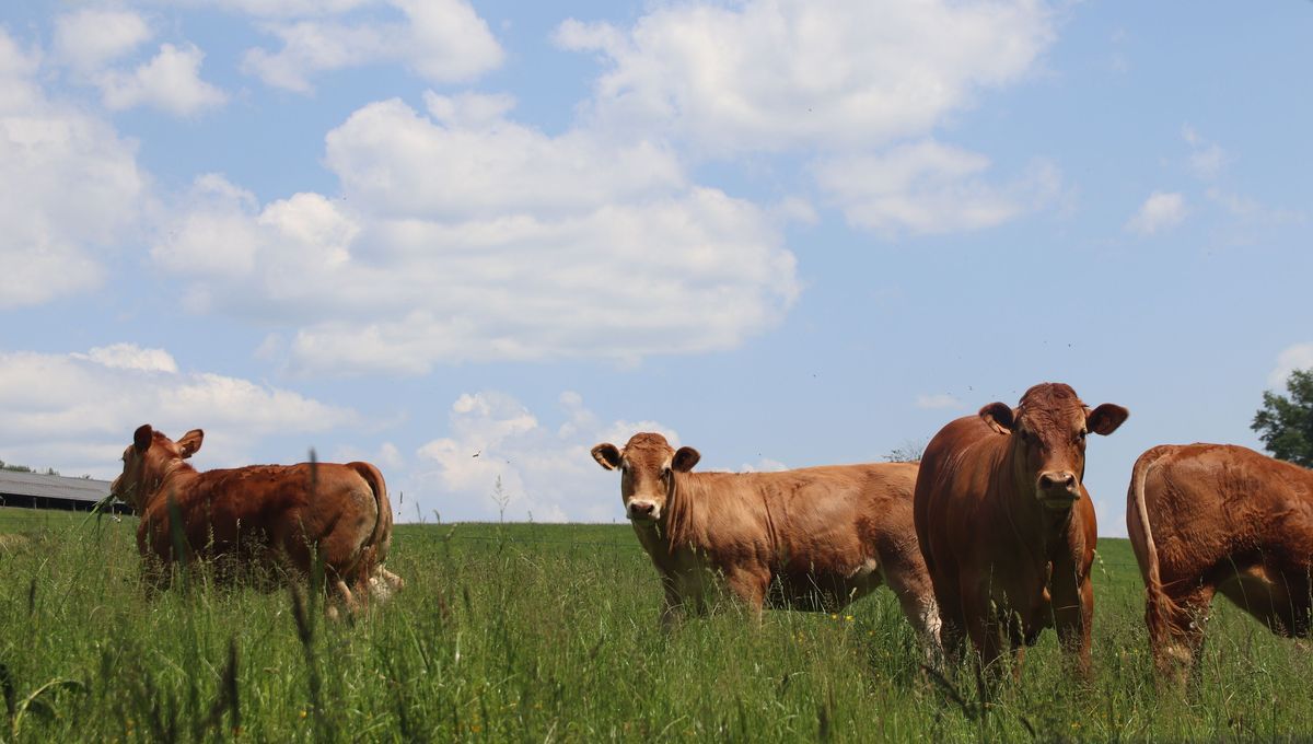 Trop de vaches en France ? "Trop de bobos" disent les éleveurs de Dordogne