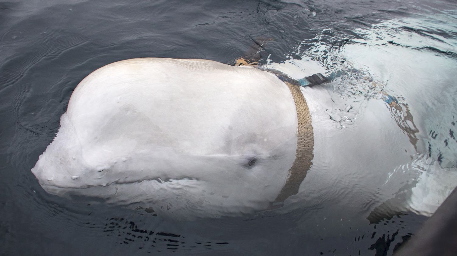 Un béluga, soupçonné d'avoir été utilisé par la marine russe, repéré au large de la Suède