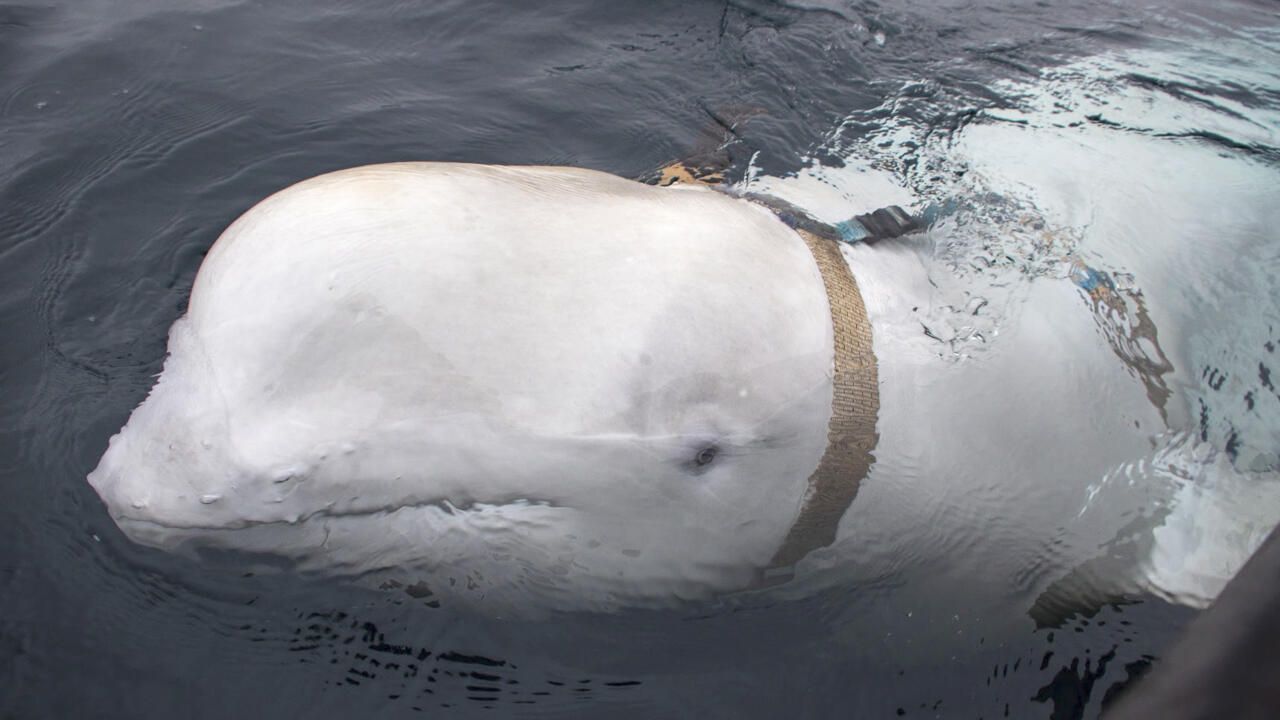 Russian 'spy' whale surfaces in Sweden