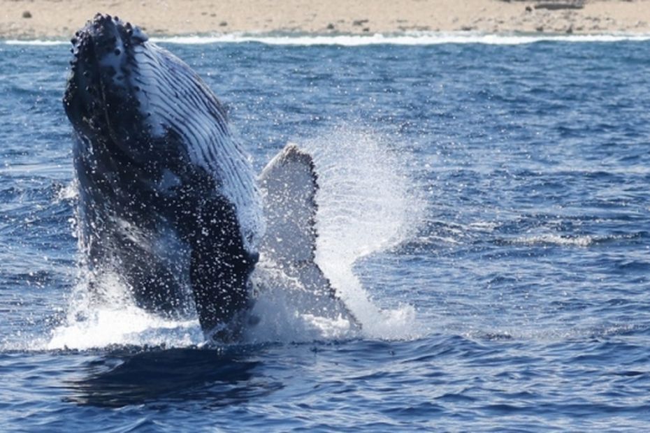 De plus en plus de baleines signalées dans le Sud de La Réunion