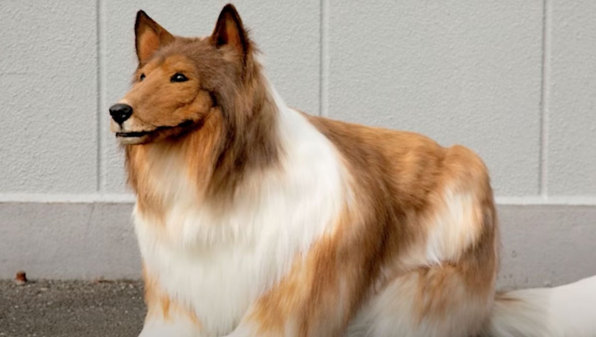 Le Japonais qui rêve d'être un border collie a fait sa première sortie publique