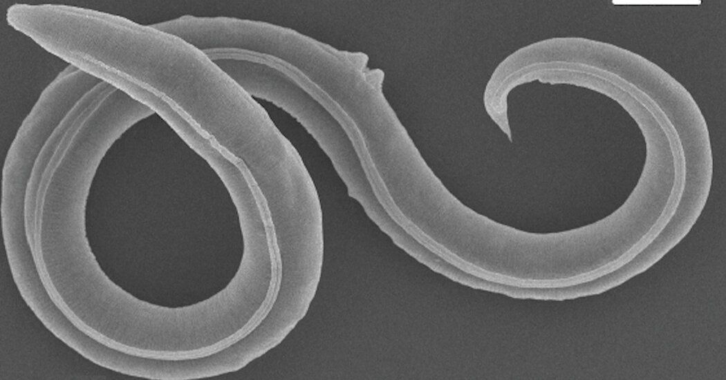 Ancient Worms Revived From Permafrost After 46,000 Years