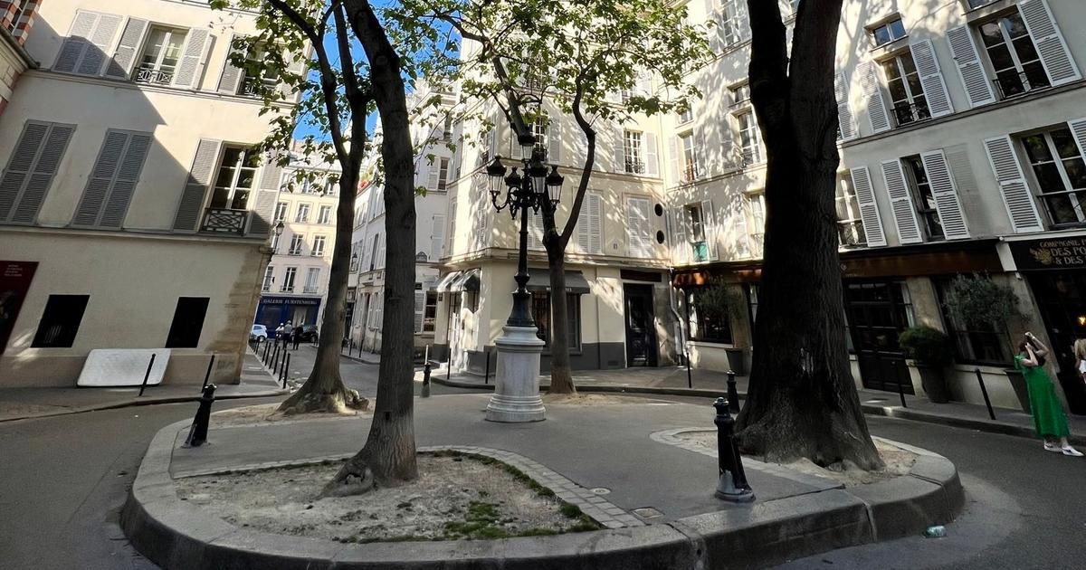 La mairie de Paris abat cinq arbres dans le 6e arrondissement, pour "préserver la sécurité des usagers"