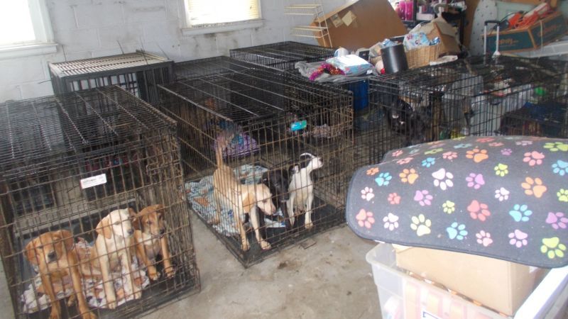 At least 30 dead and more than 90 malnourished dogs discovered at Ohio animal rescue