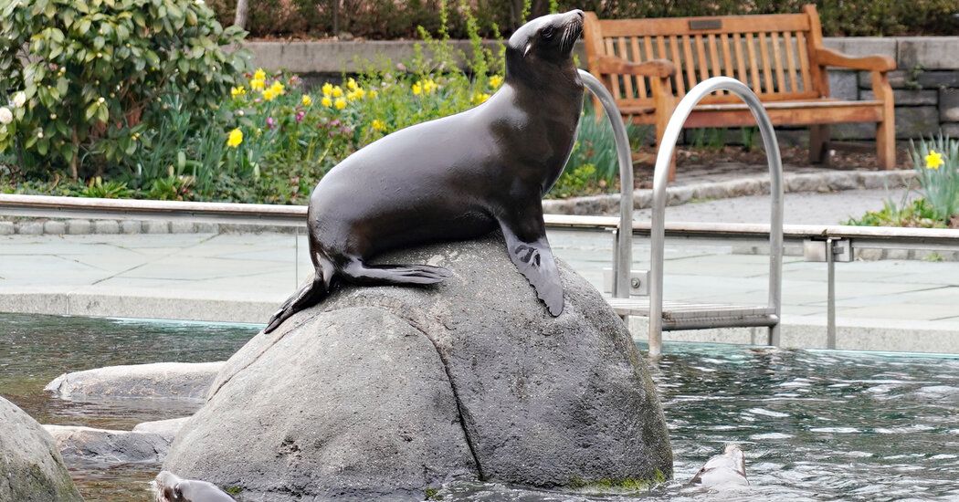 Sea Lion Escapes From Central Park Zoo Enclosure During Flooding