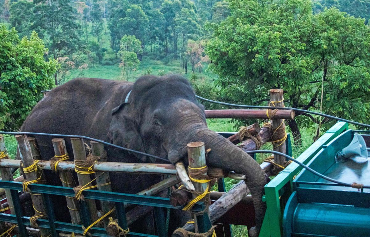 Capture d'un éléphant pillant les magasins de riz et tueur de six personnes