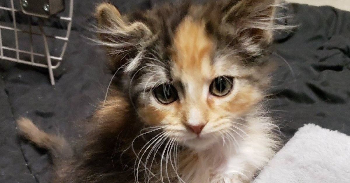 Ce chaton a été appelé Unicorn, car un seul un félin sur 3000 présente cette particularité