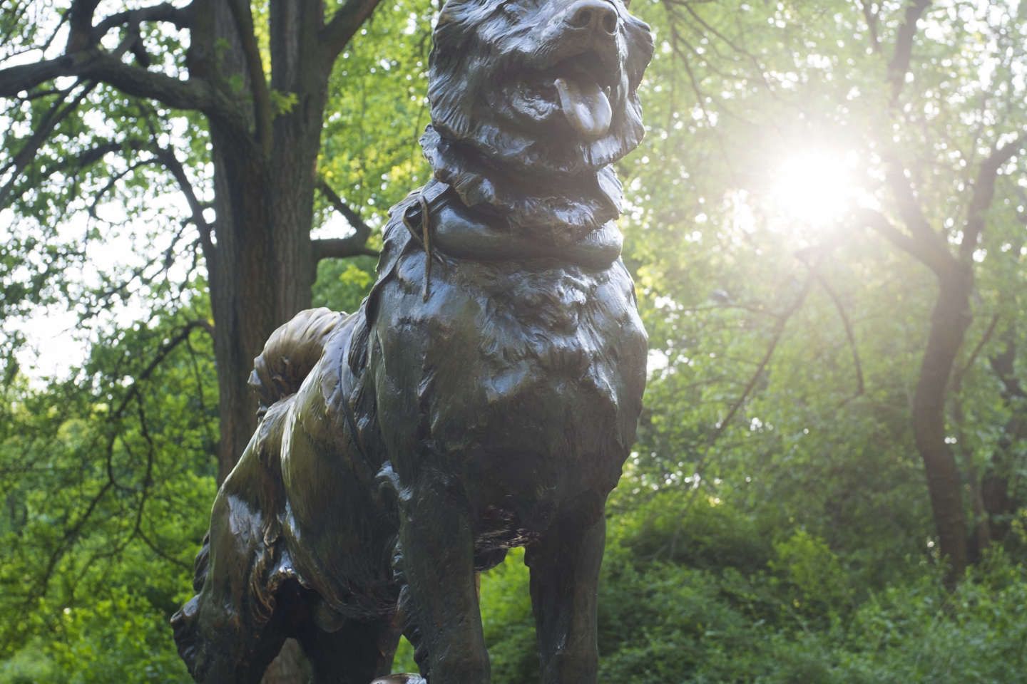 Les gènes étonnants du chien de traîneau Balto