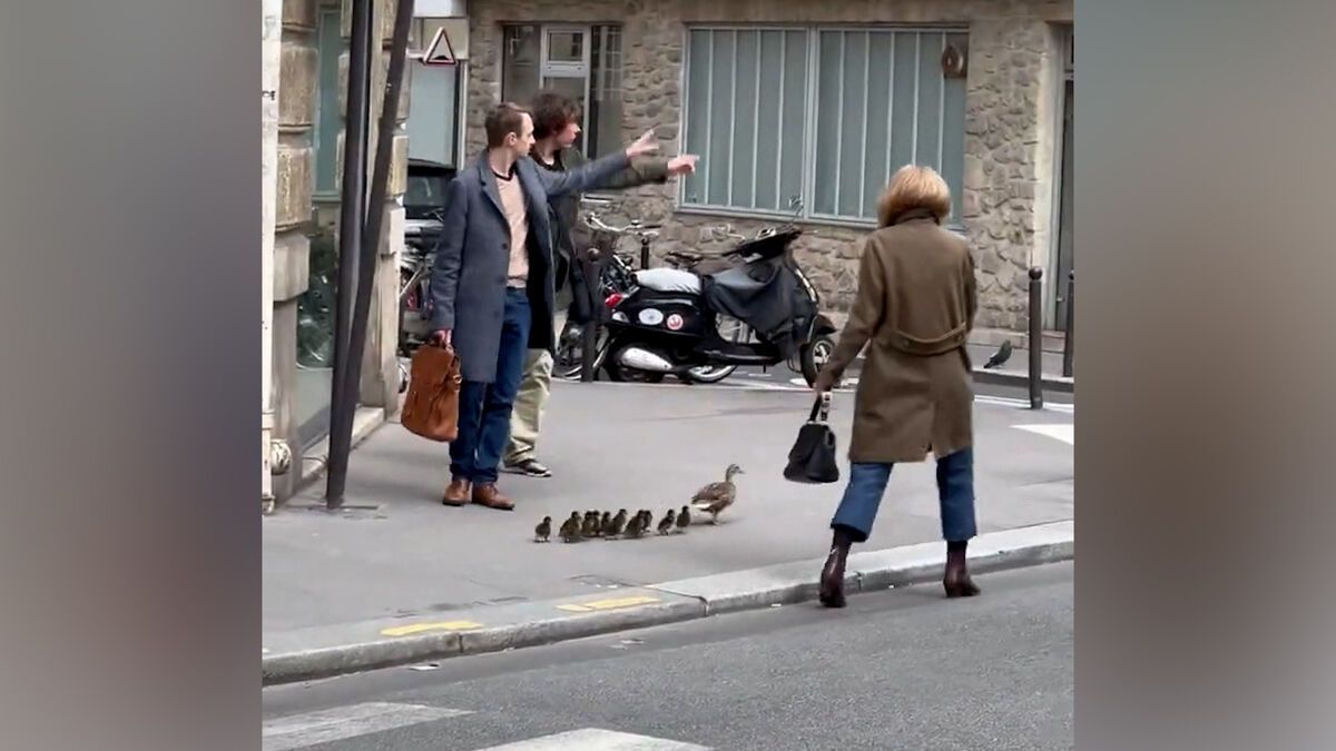 VIDÉO. Ces canards aidés par une Parisienne ont fait fondre des millions de personnes