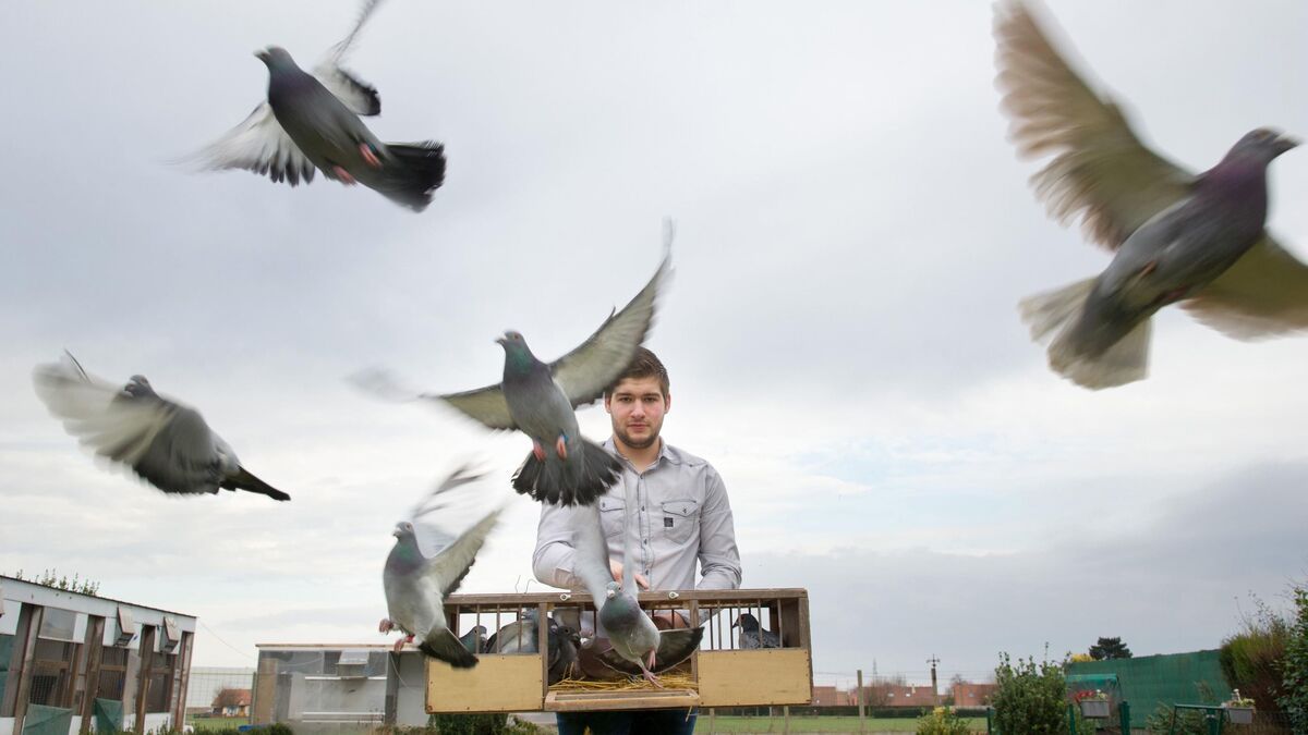 Portugal : un conflit entre éleveurs de pigeons voyageurs dégénère, quatre morts