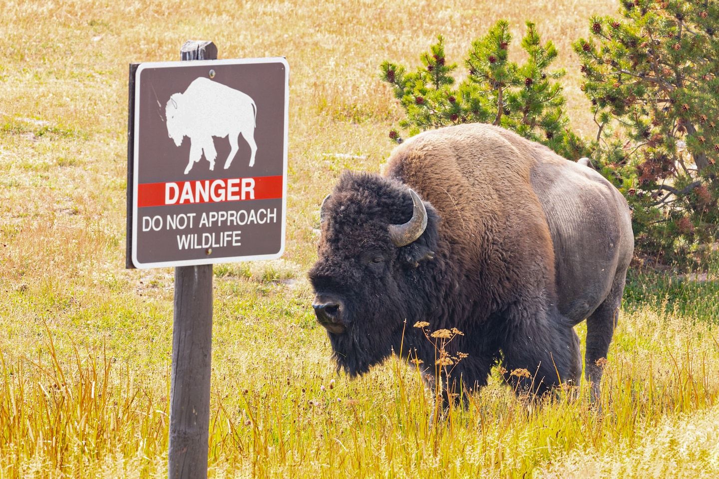 Man arrested at Yellowstone for allegedly kicking bison while drunk