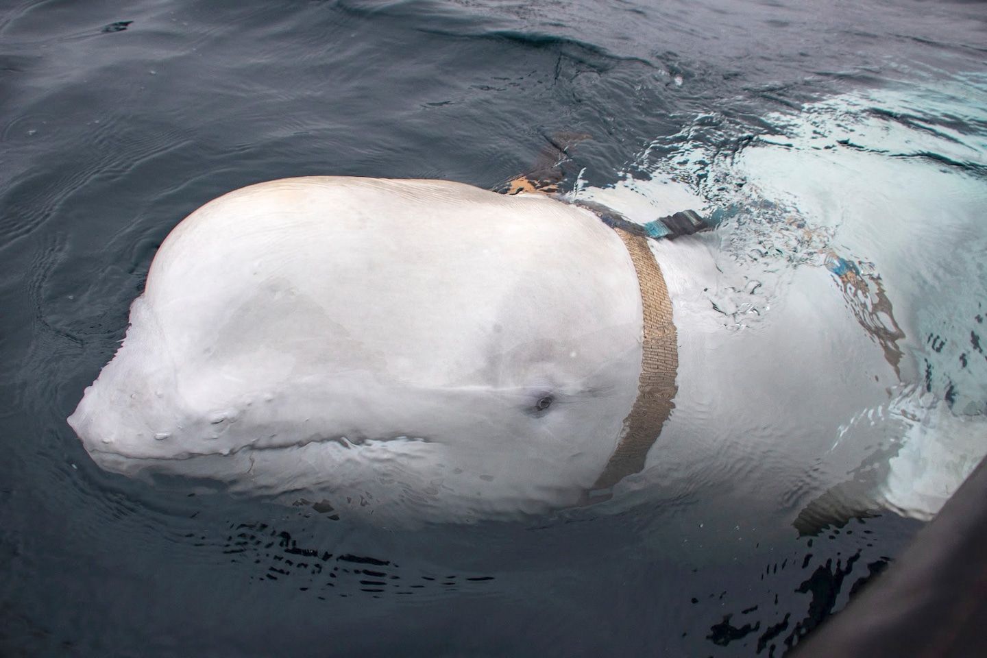 An alleged Russian spy whale turned up in Sweden. Why?