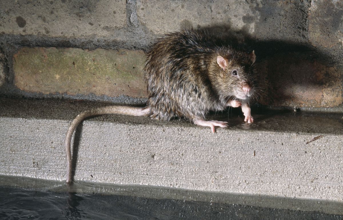 Etats-Unis : Un couple faisait vivre ses sept enfants au milieu de rats, d'insectes et d'excréments