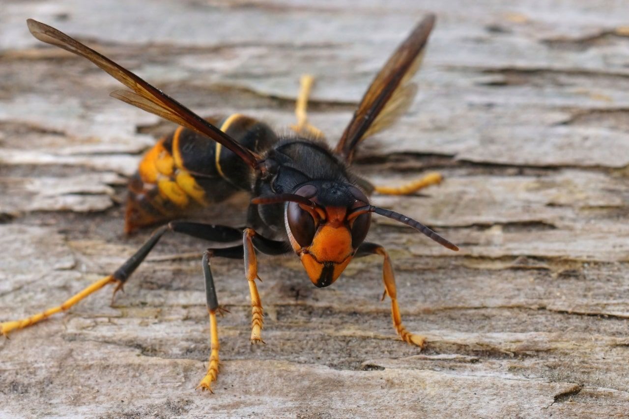 Haute-Savoie : l’invasion du frelon asiatique se poursuit, leur nombre fait frémir !