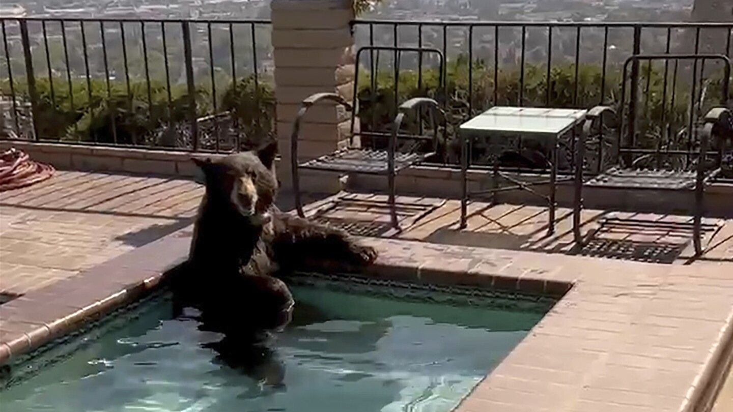 In summer heat, bear spotted in Southern California backyard Jacuzzi