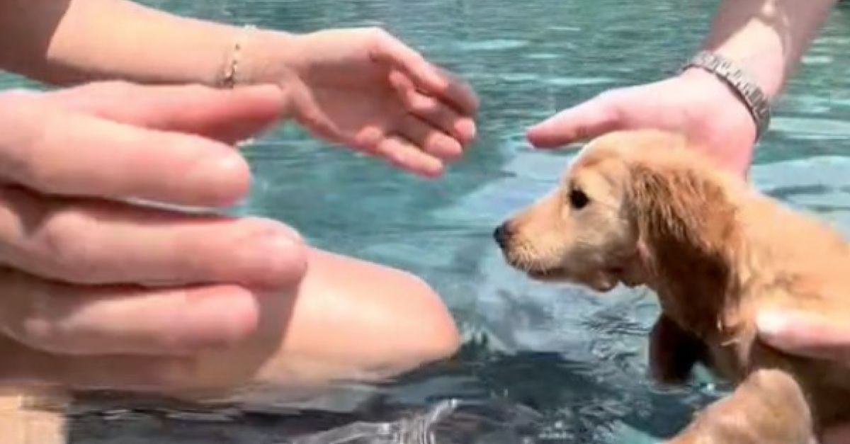 La vidéo adorable d’un chiot Teckel qui apprend à nager a fait fondre le cœur des internautes