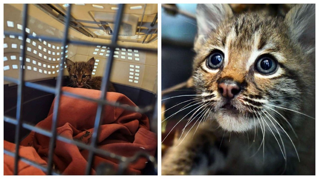 美國網民撿到瘦弱奶貓急送收容所救援 獸醫檢查後驚呼：這不能養