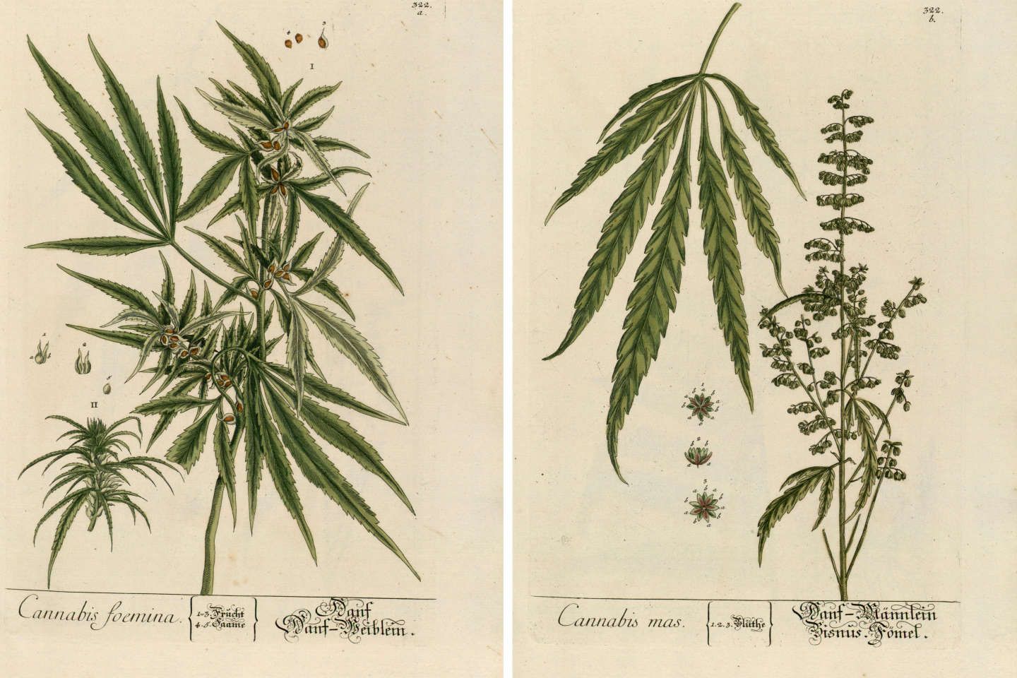 Cannabis, les mystères de l’" herbe du diable "