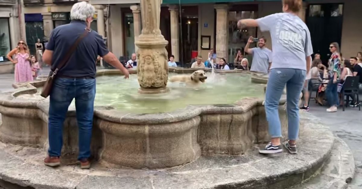 Une chienne repère une fontaine publique et décide d'en faire sa piscine privée (vidéo)