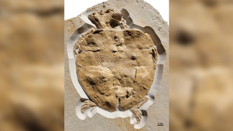 Big-headed Jurassic sea turtle’s fossil is the most complete ever found